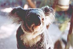 Koala im Taronga Zoo